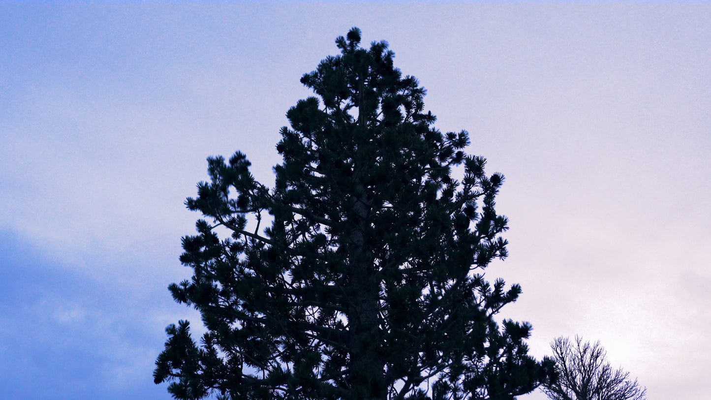Stills: Eastern Sierra