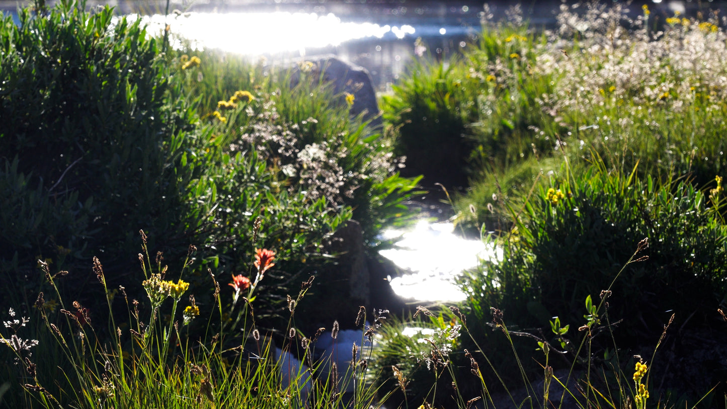Stills: John Muir Wilderness