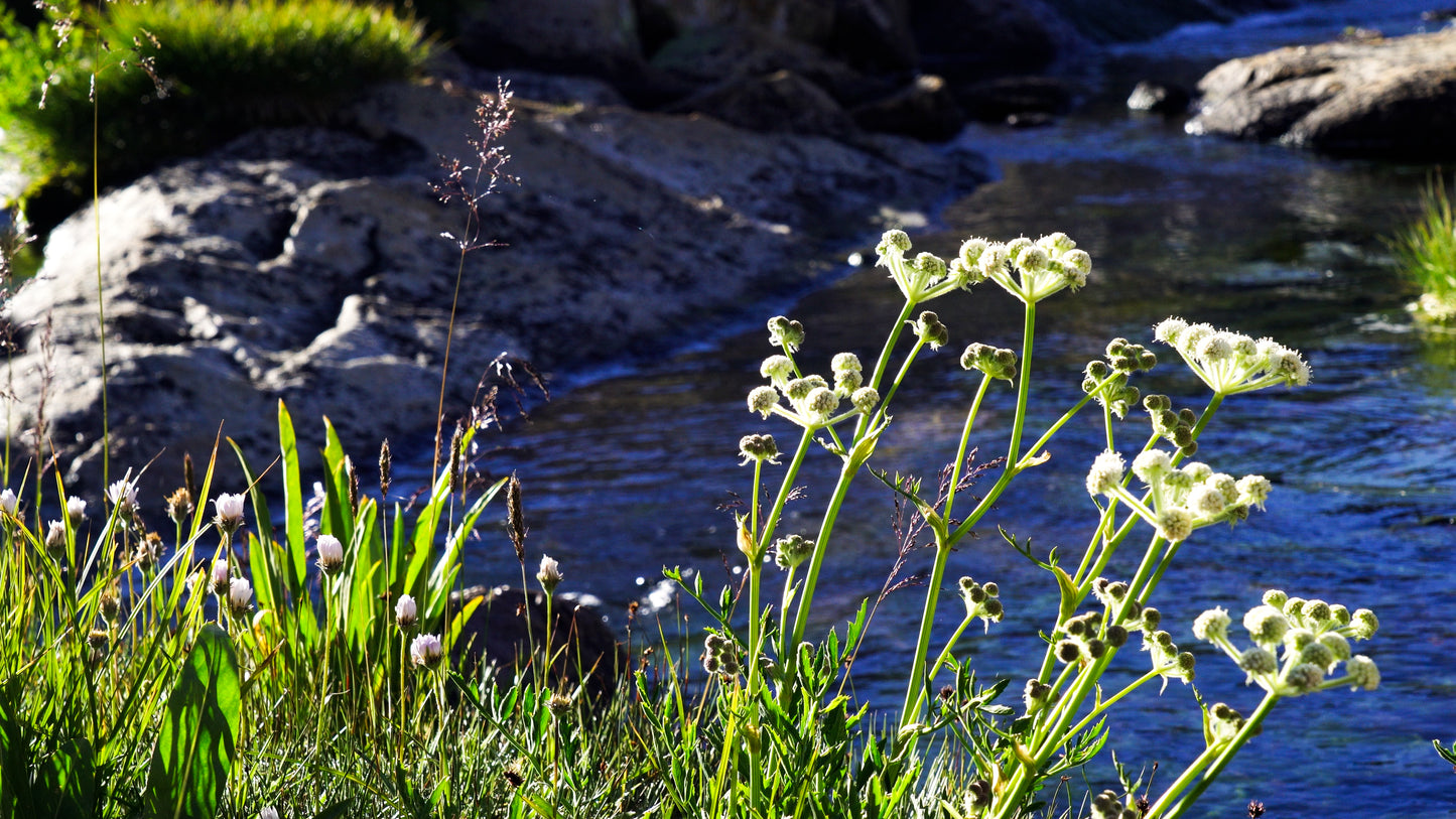 Stills: John Muir Wilderness