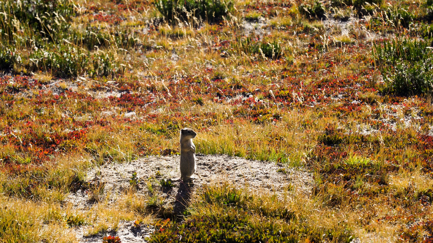 Stills: John Muir Wilderness