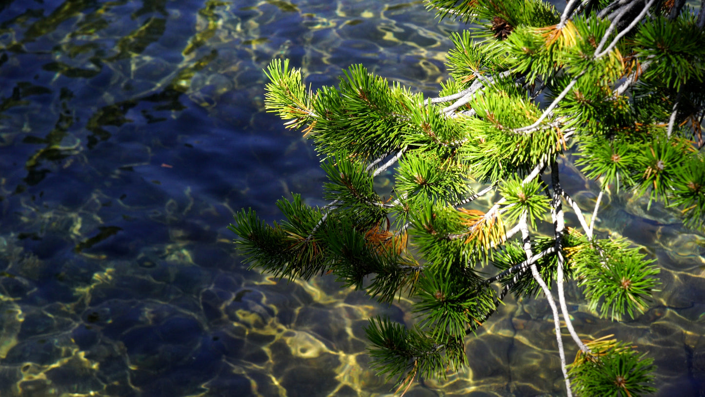 Stills: John Muir Wilderness