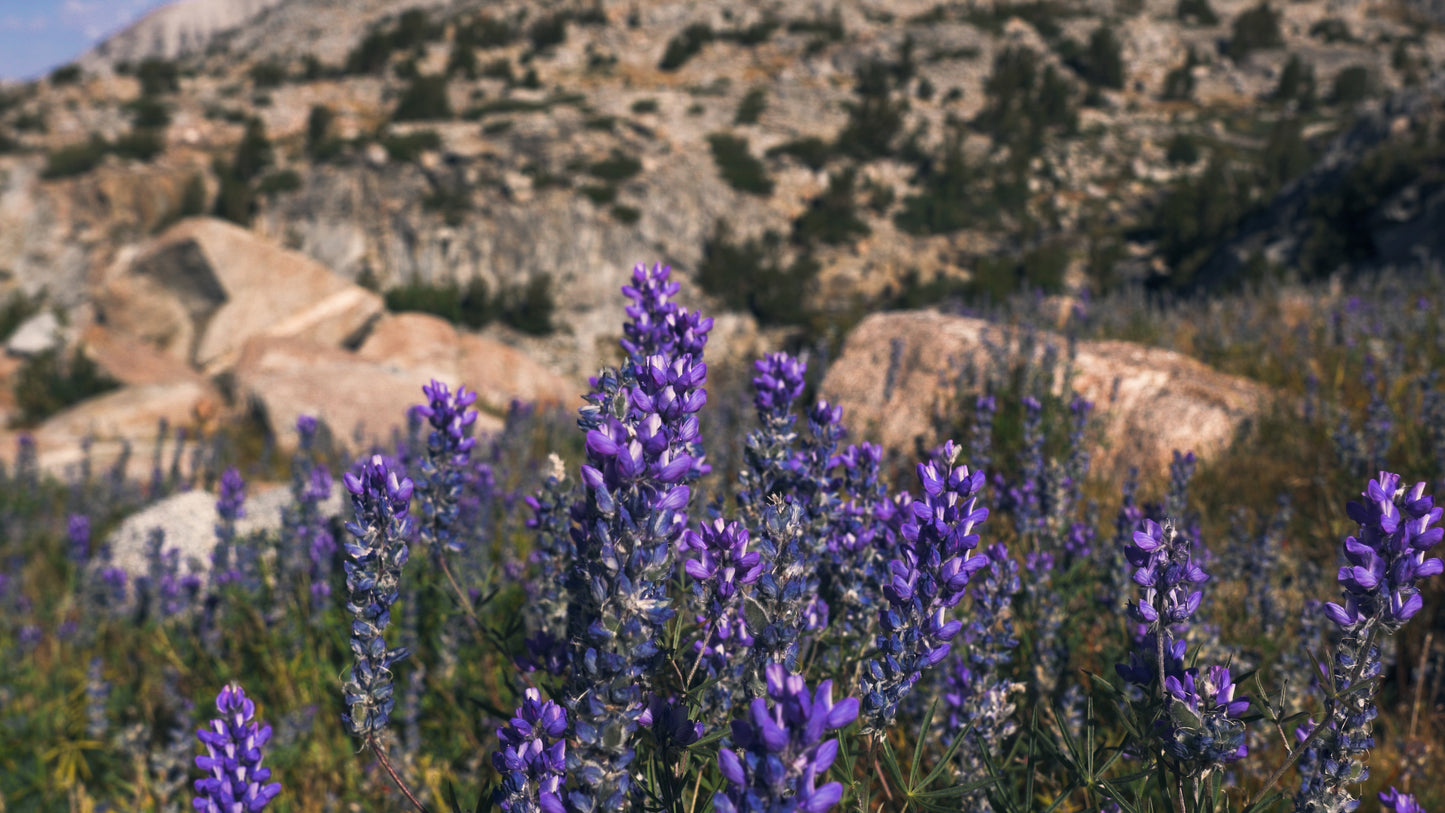 Stills: Kings Canyon