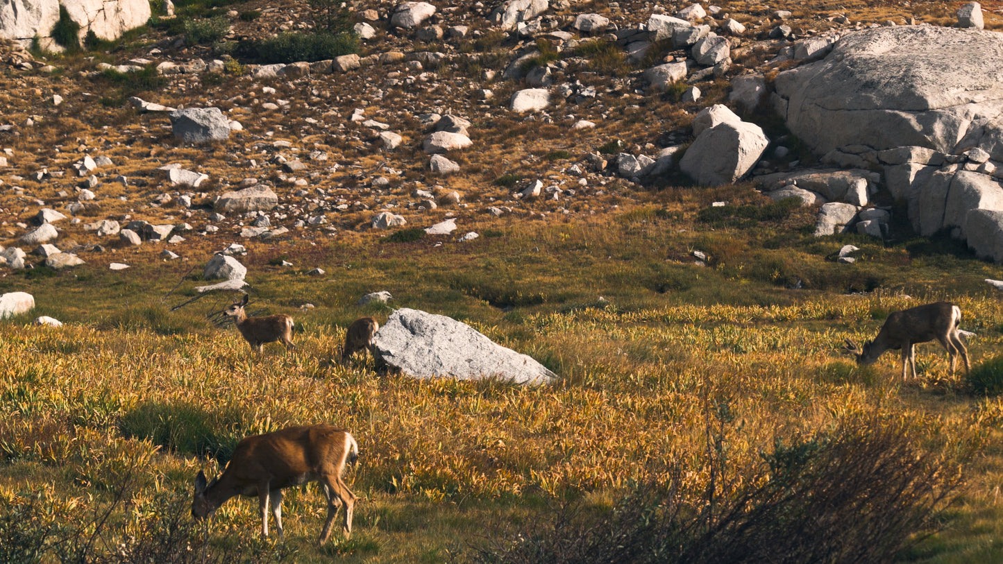 Stills: Kings Canyon