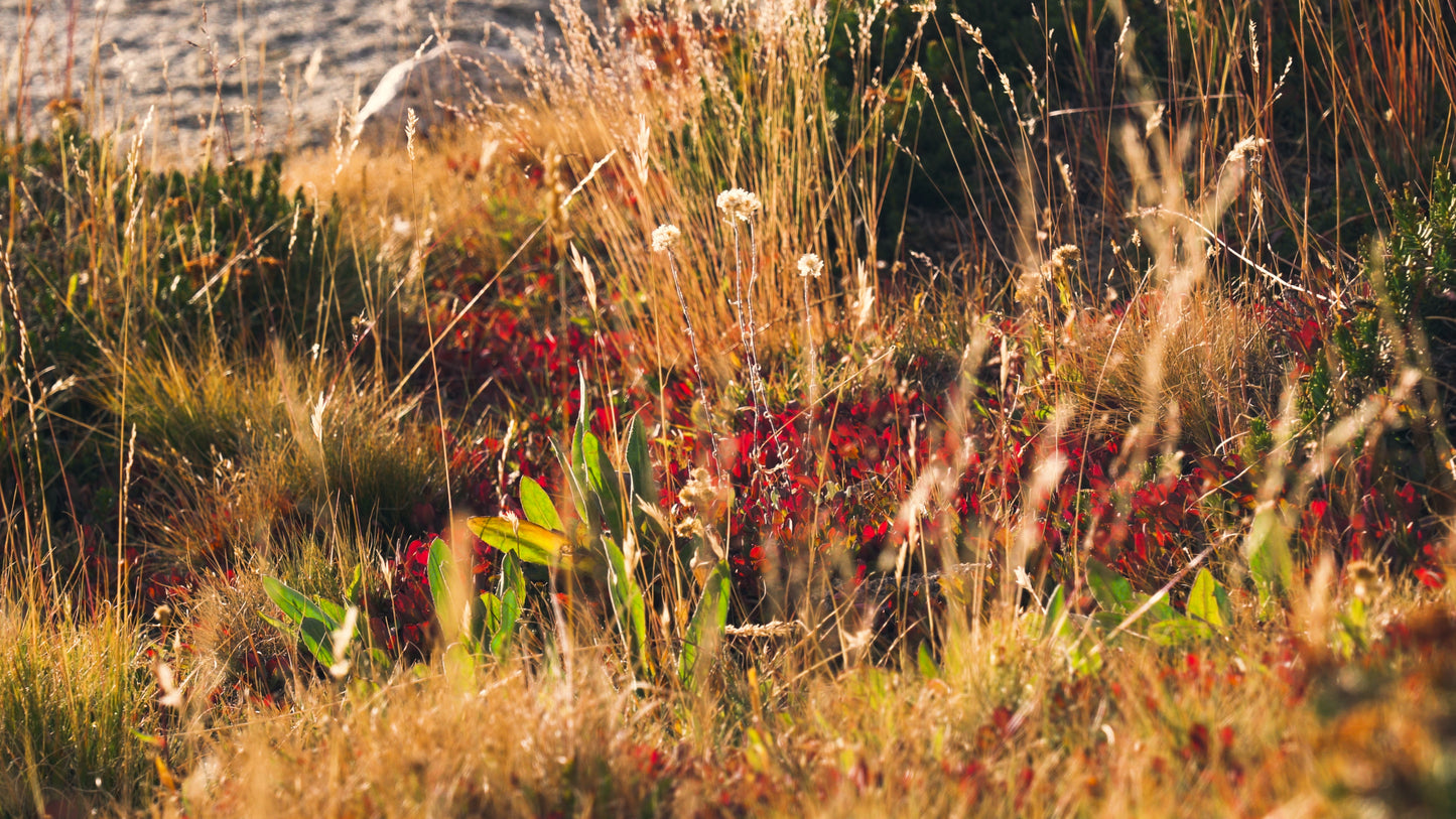 Stills: Kings Canyon
