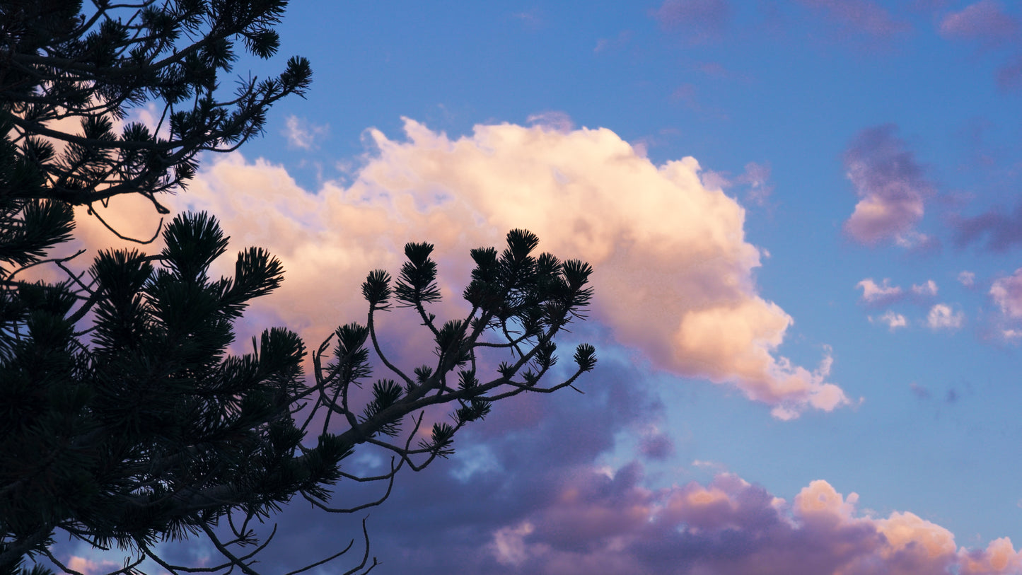 Stills: Kings Canyon