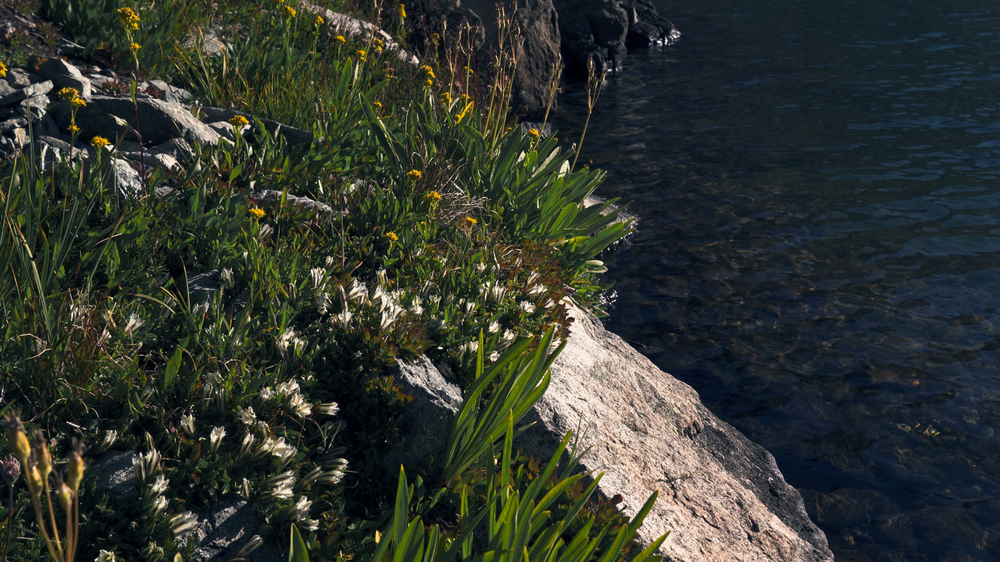 Stills: Kings Canyon