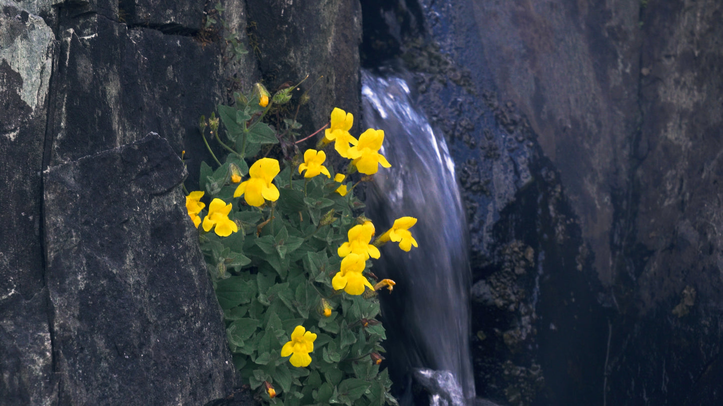 Stills: Kings Canyon