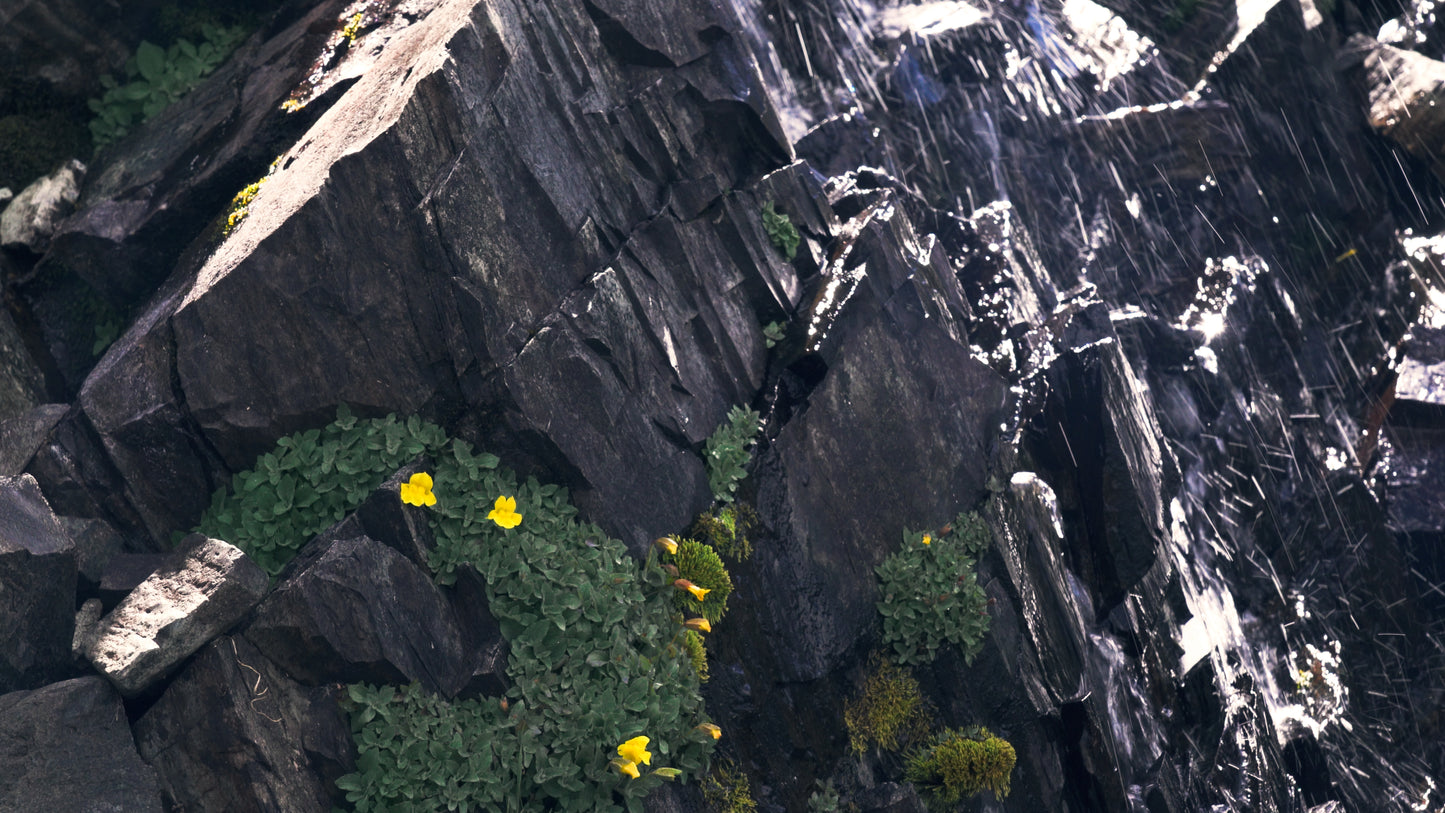 Stills: Kings Canyon