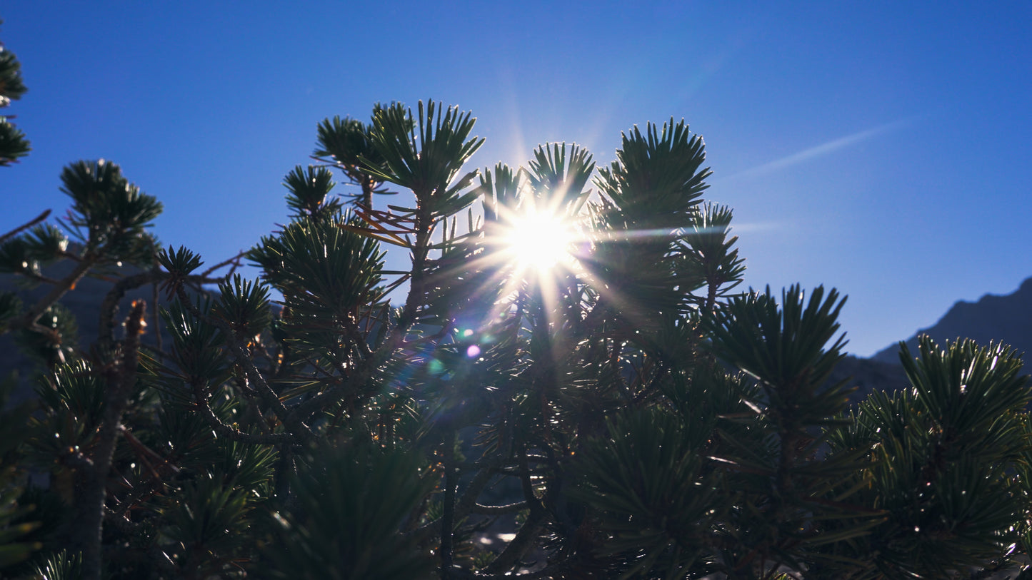 Stills: Kings Canyon