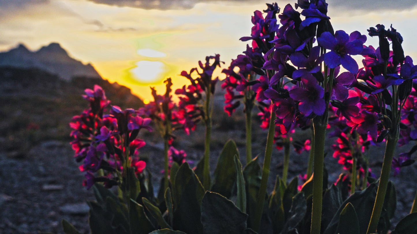 Stills: Grand Teton