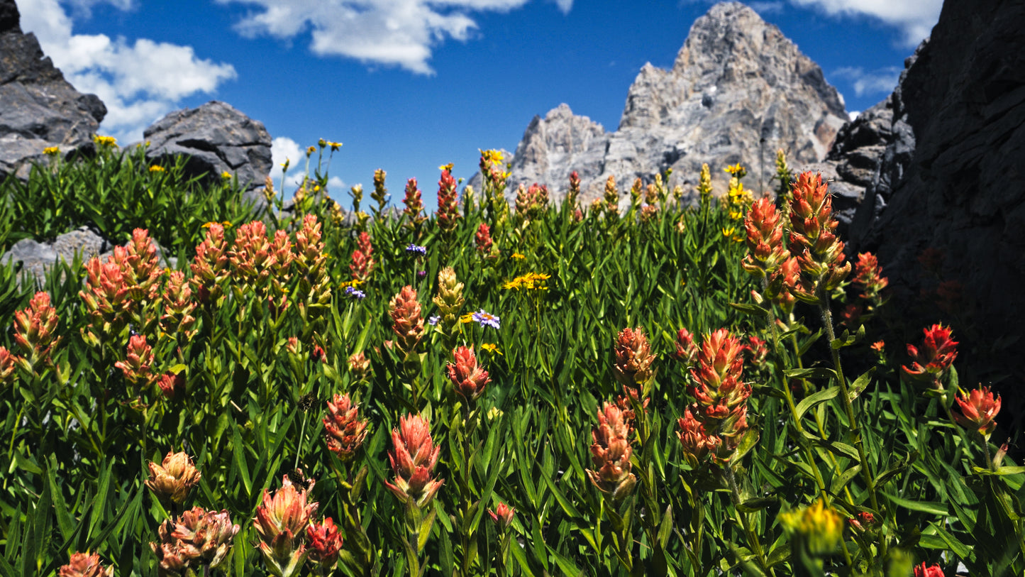Stills: Grand Teton