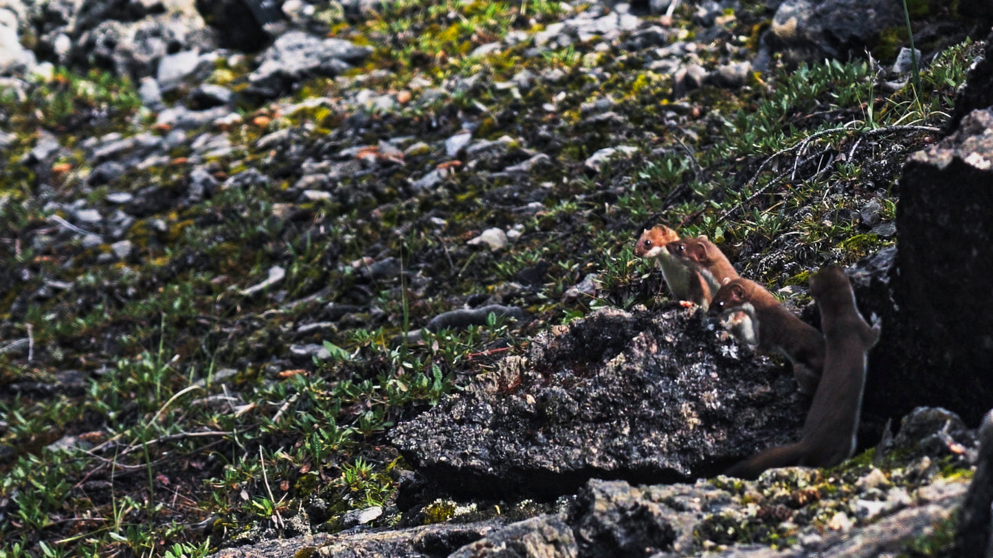 Stills: Canadian Rockies