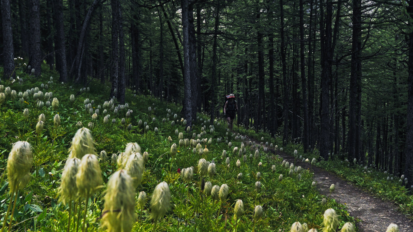 Stills: Canadian Rockies