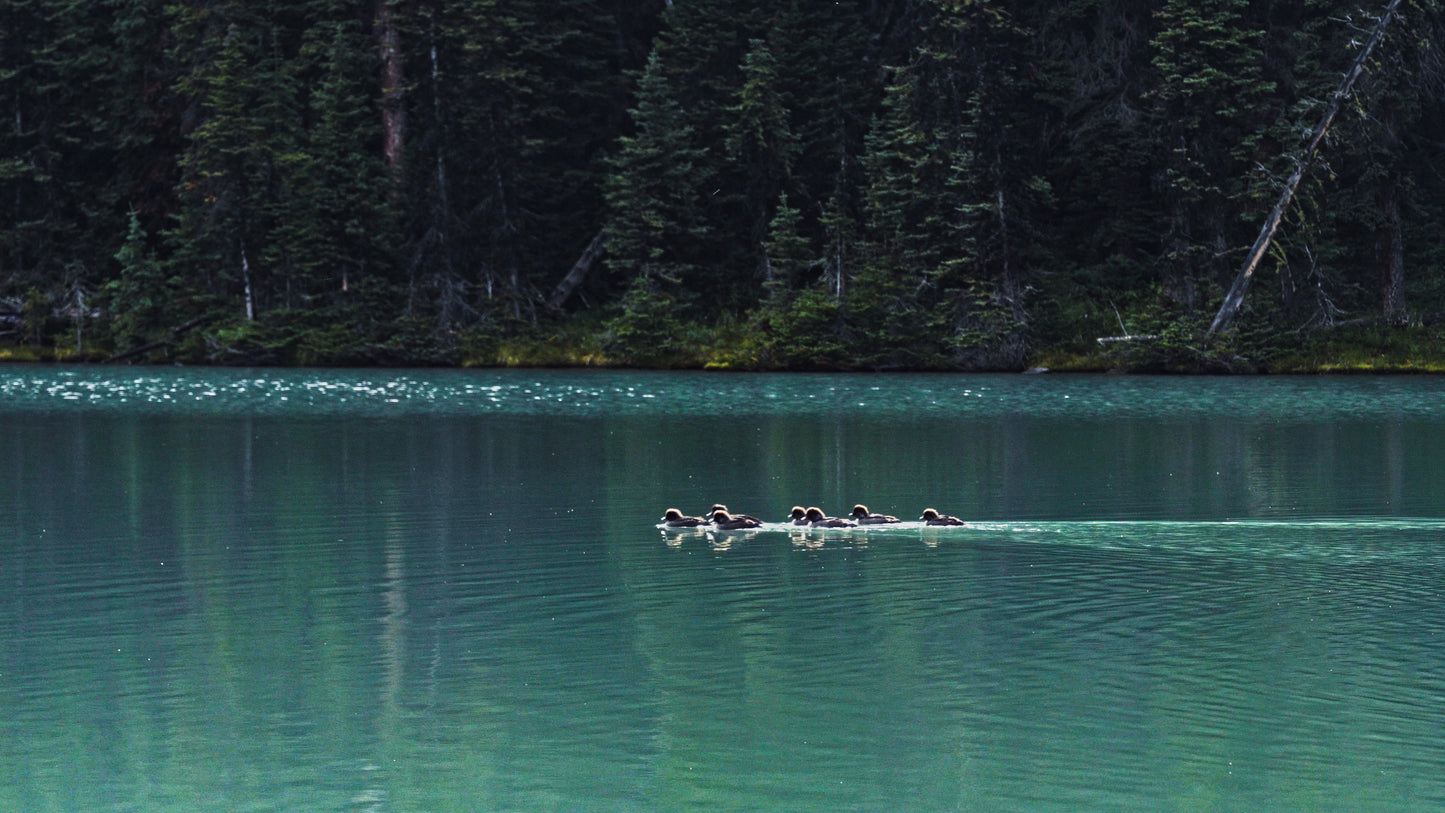 Stills: Canadian Rockies