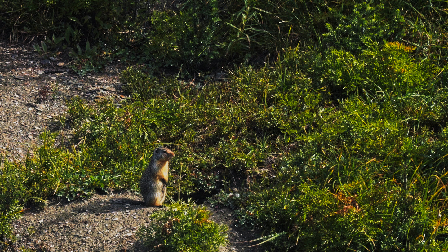Stills: Canadian Rockies