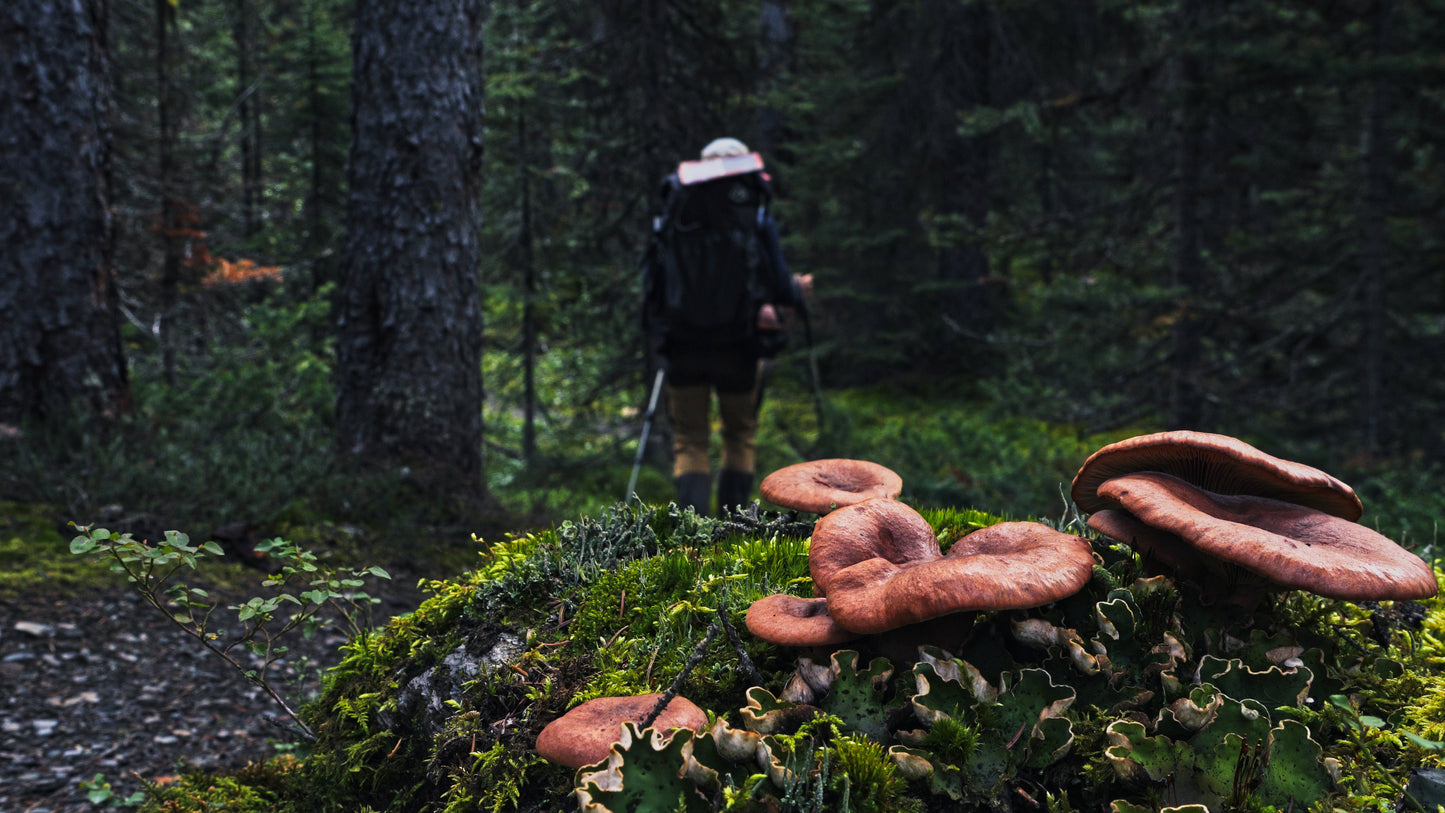 Stills: Canadian Rockies