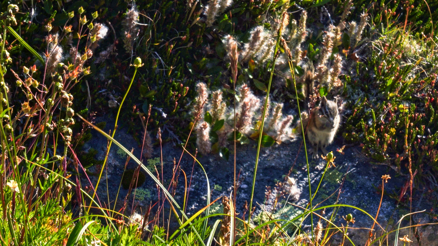 Stills: White Goat Wilderness