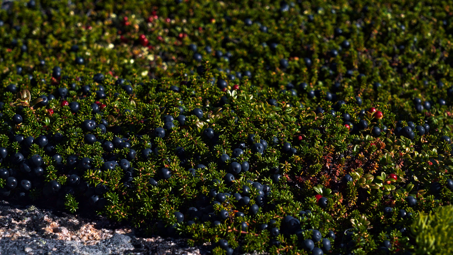 Stills: White Goat Wilderness