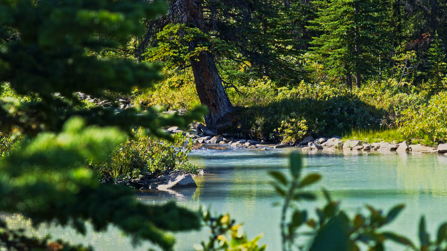 Stills: White Goat Wilderness