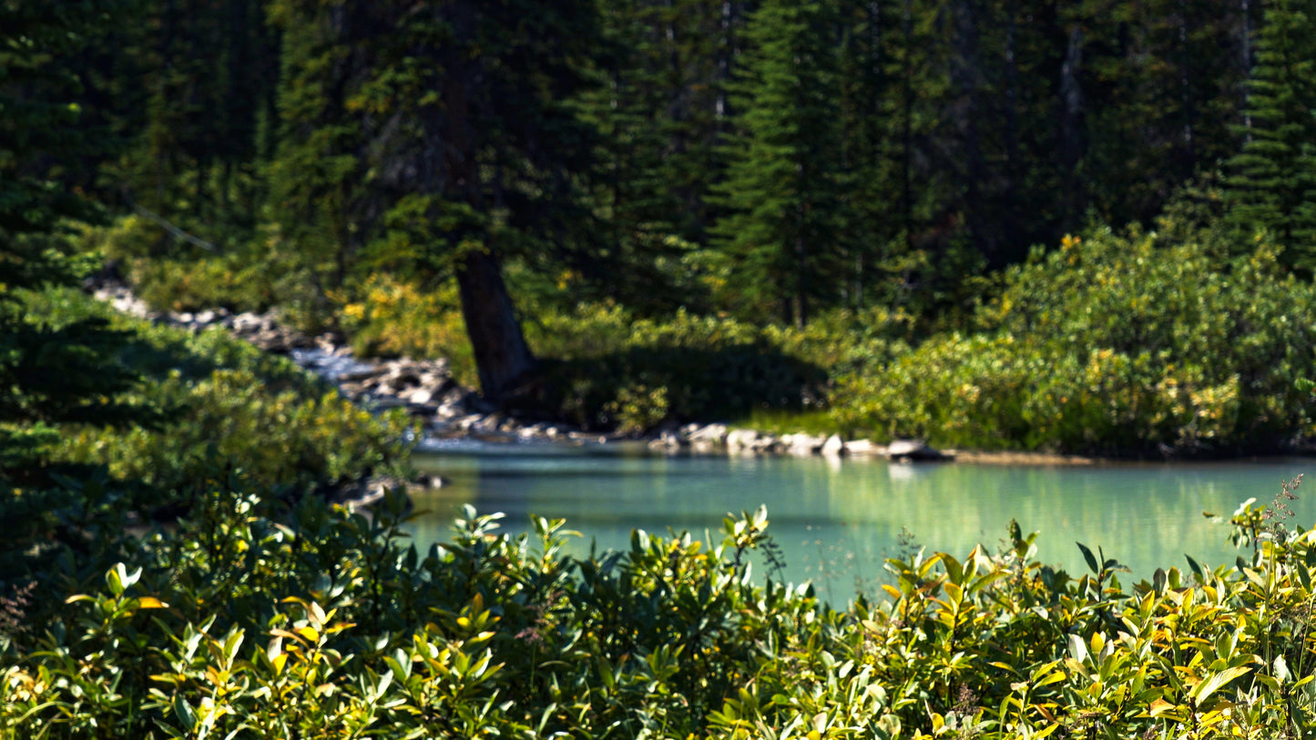 Stills: White Goat Wilderness