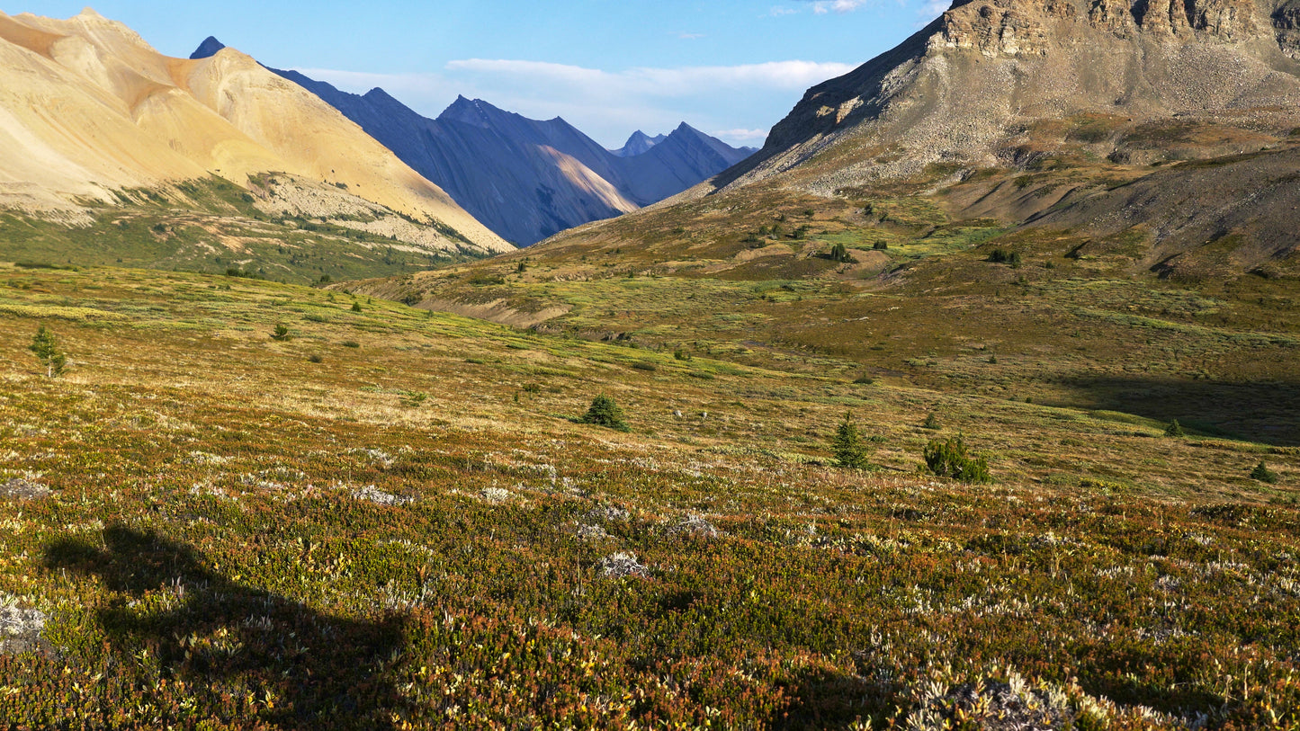 Stills: White Goat Wilderness