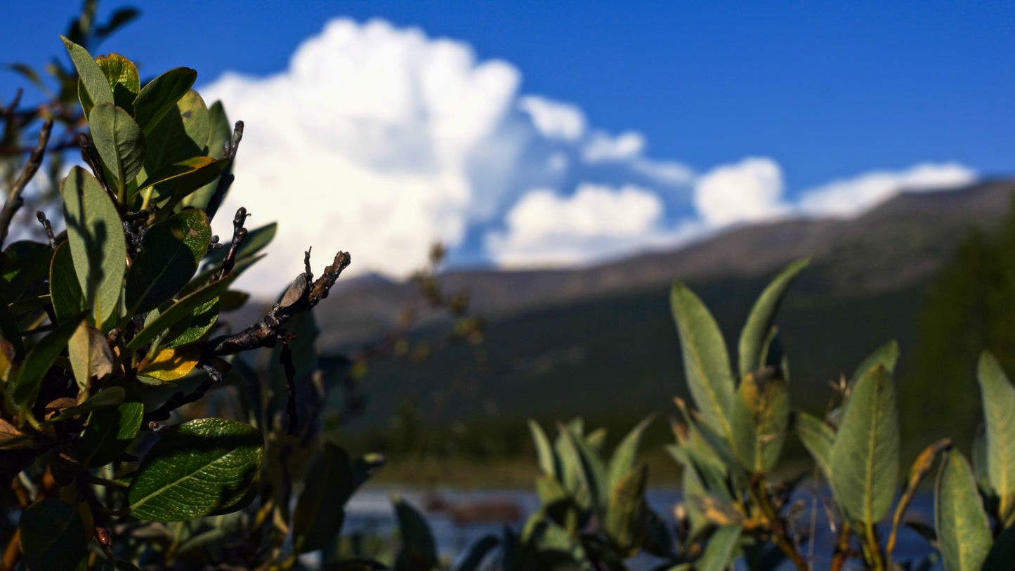 Stills: White Goat Wilderness