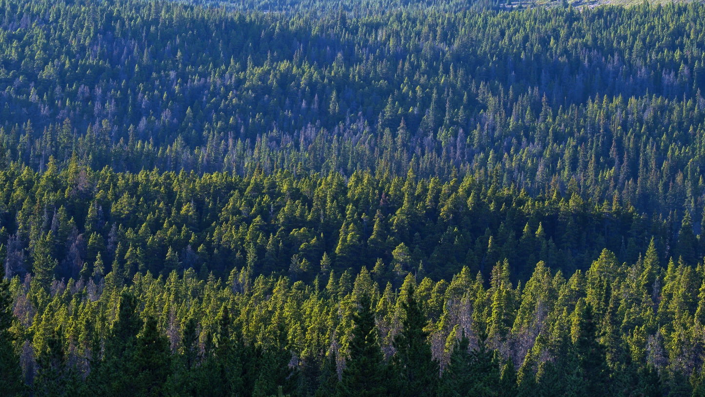 Stills: White Goat Wilderness