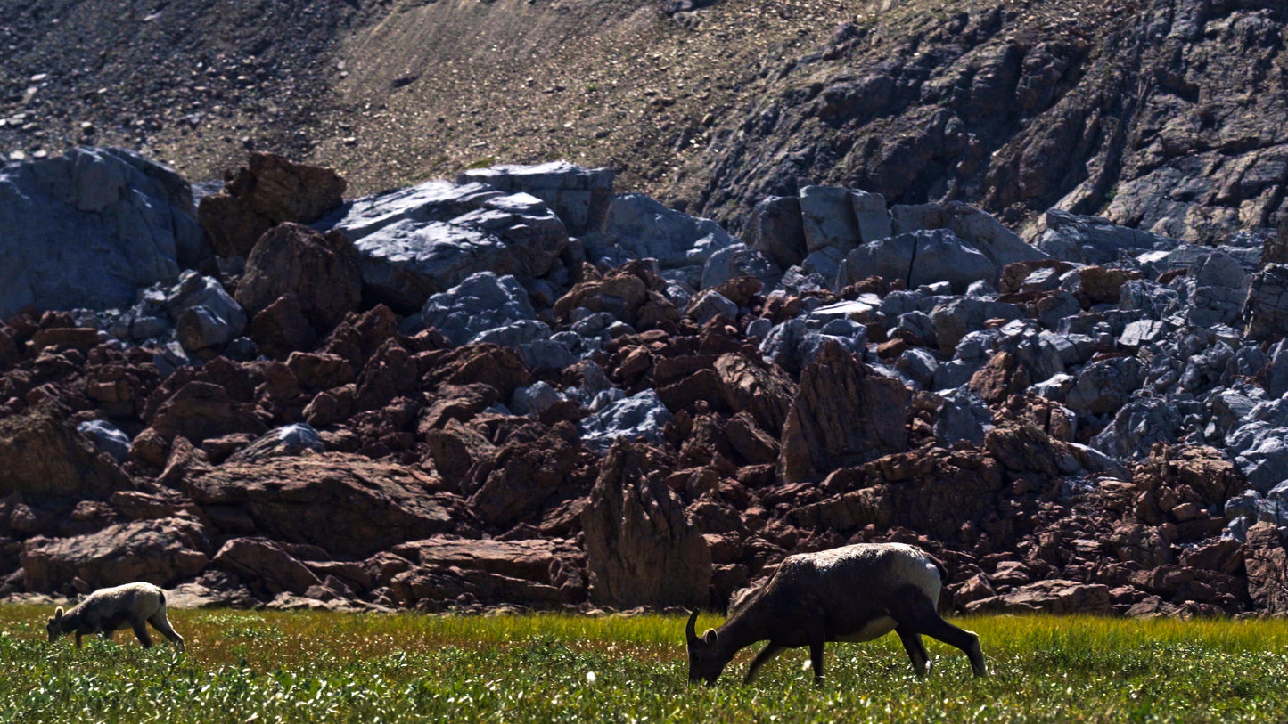 Stills: White Goat Wilderness