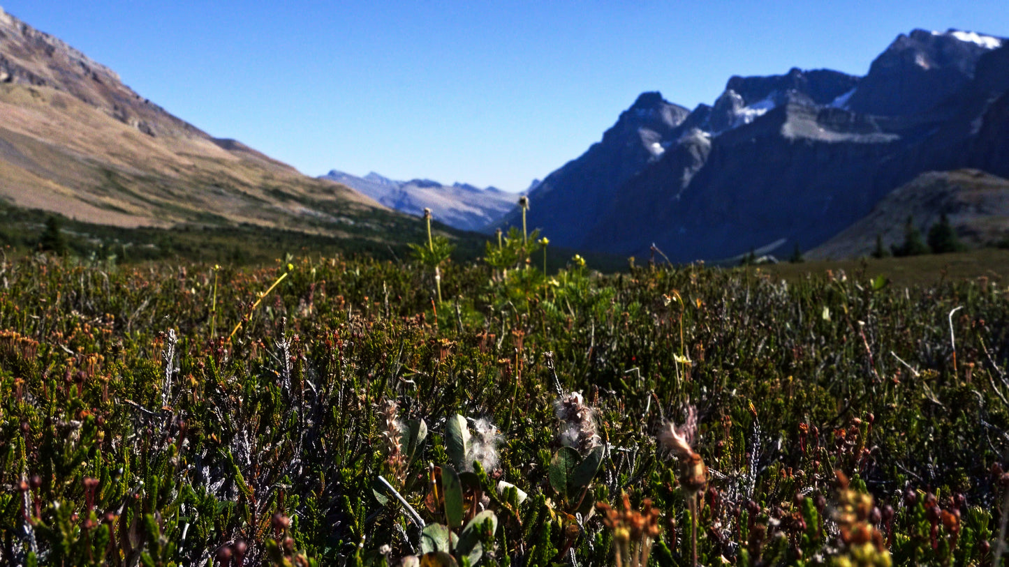 Stills: White Goat Wilderness