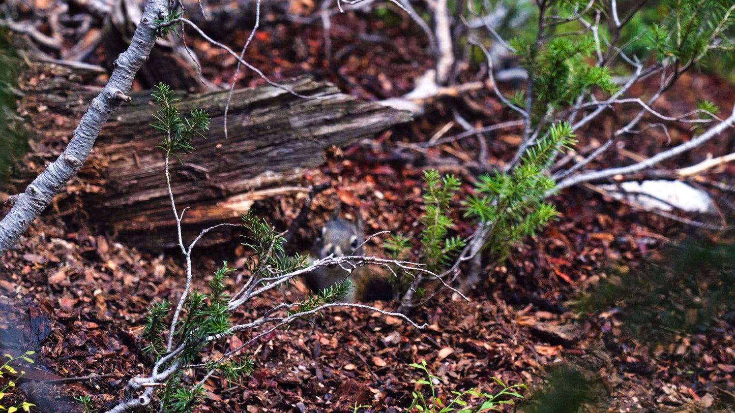 Stills: Sawtooth Wilderness