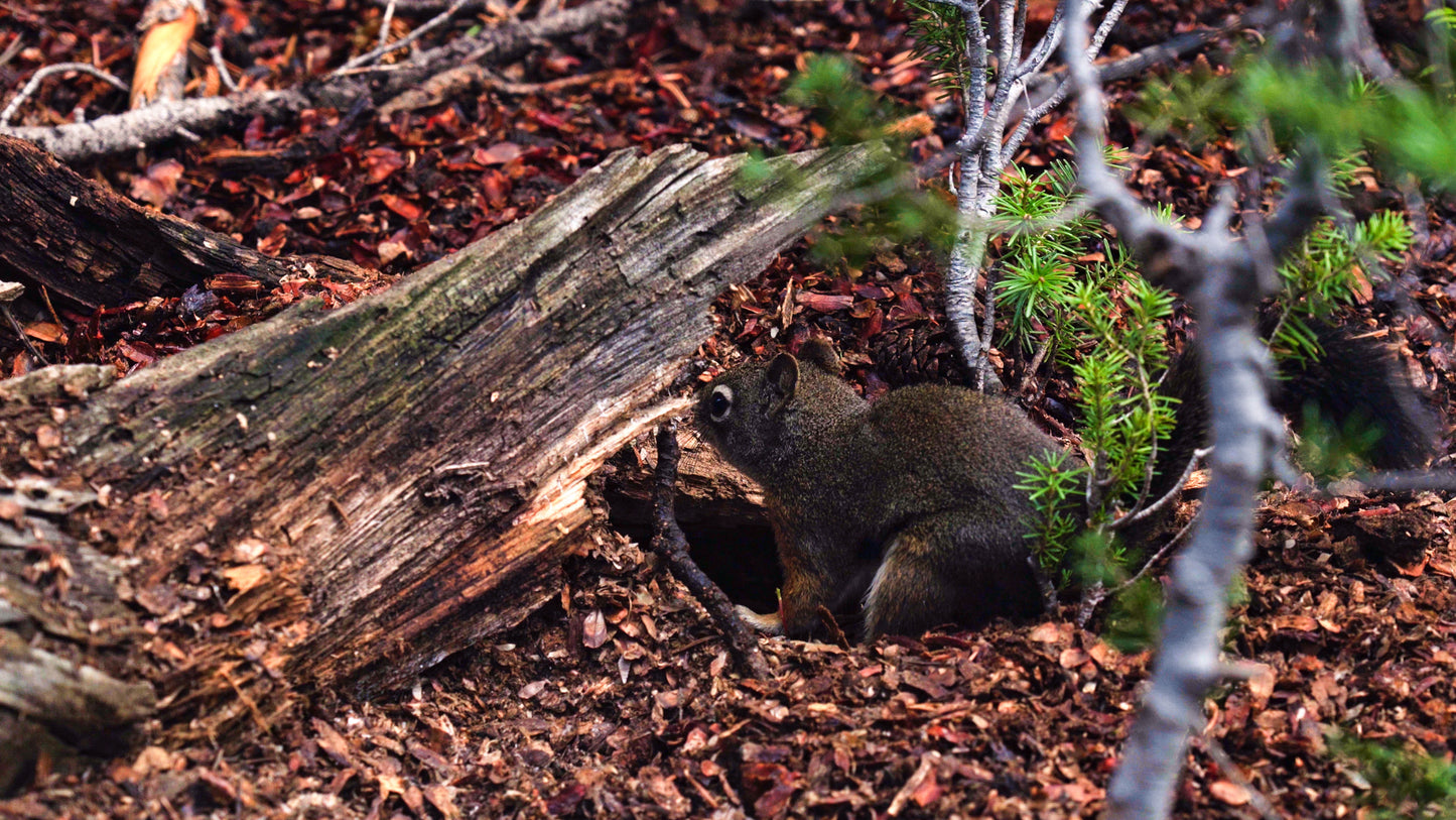 Stills: Sawtooth Wilderness