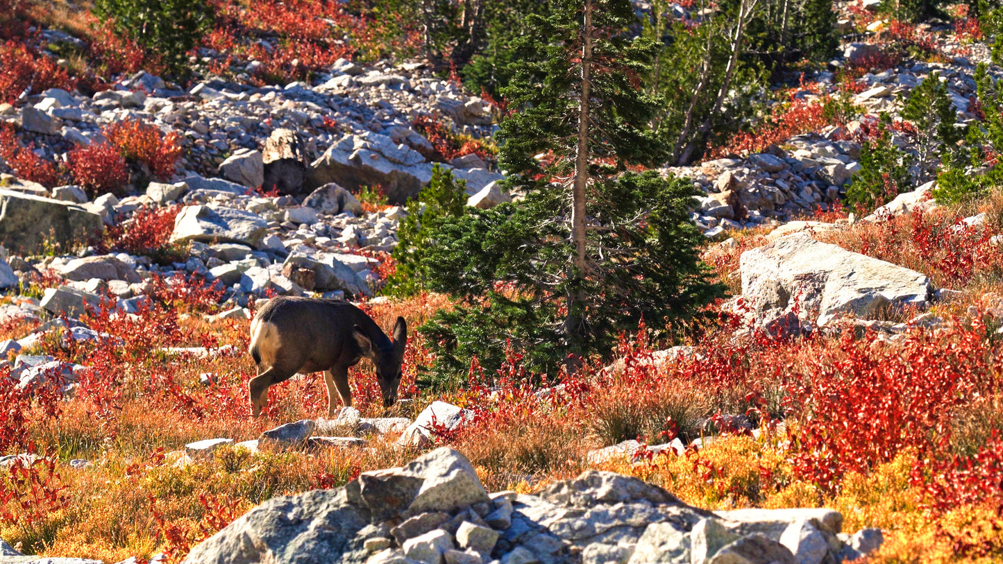 Stills: Sawtooth Wilderness