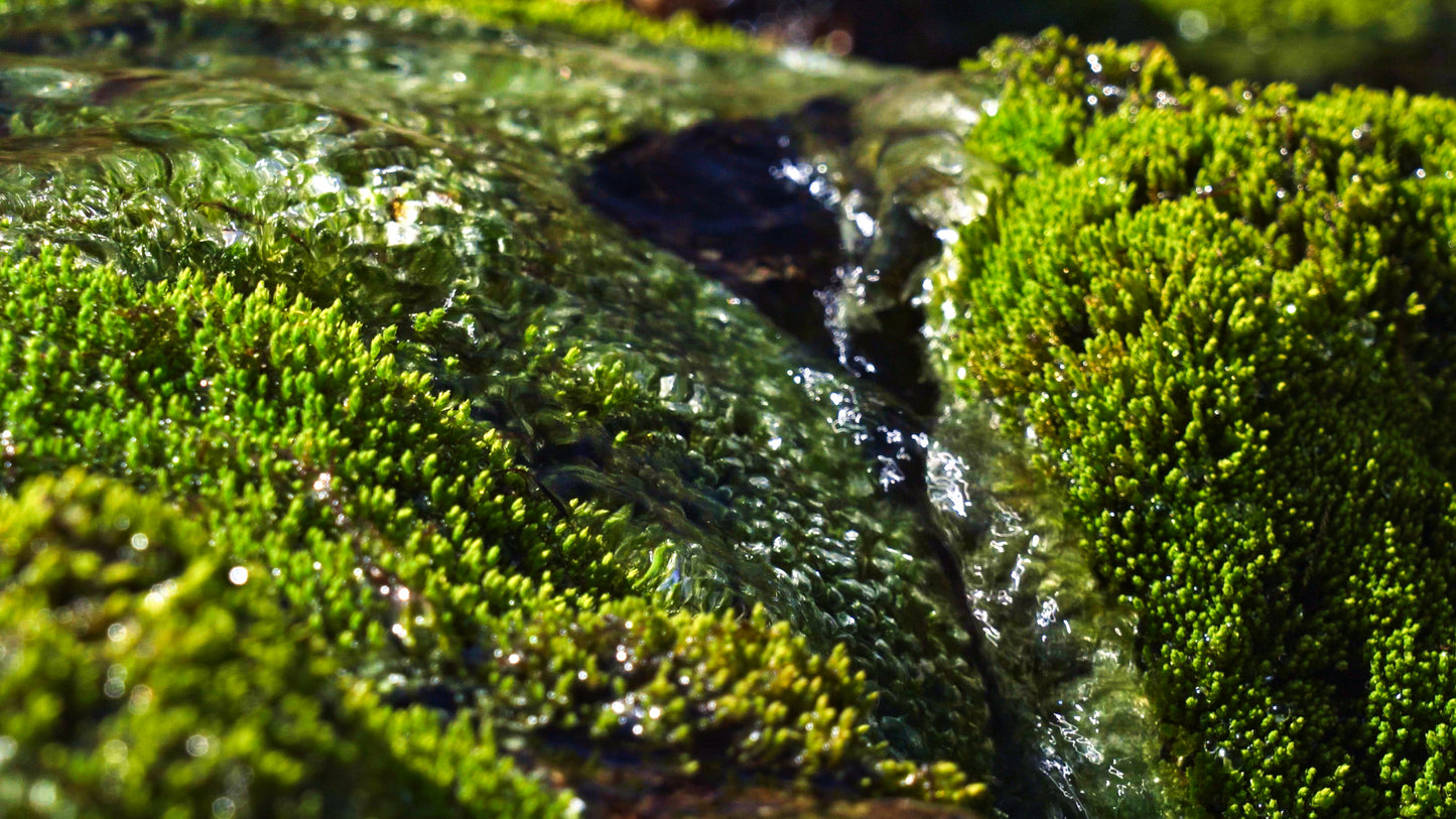 Stills: Sawtooth Wilderness