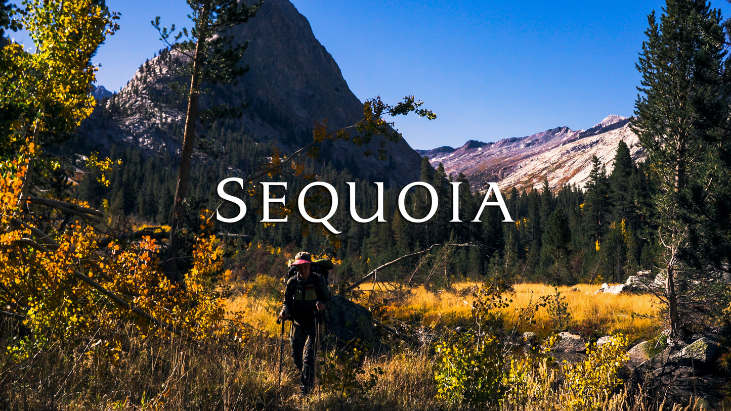 Stills: Sequoia